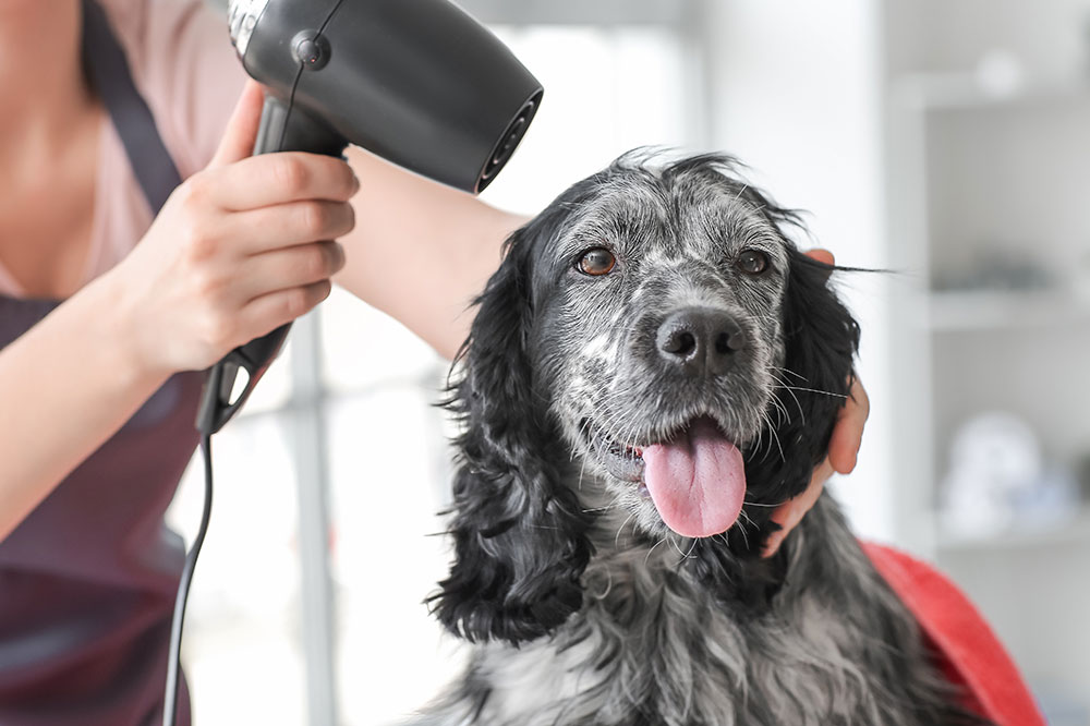 Pet Fur Grooming – Importance, Mistakes, and Tips